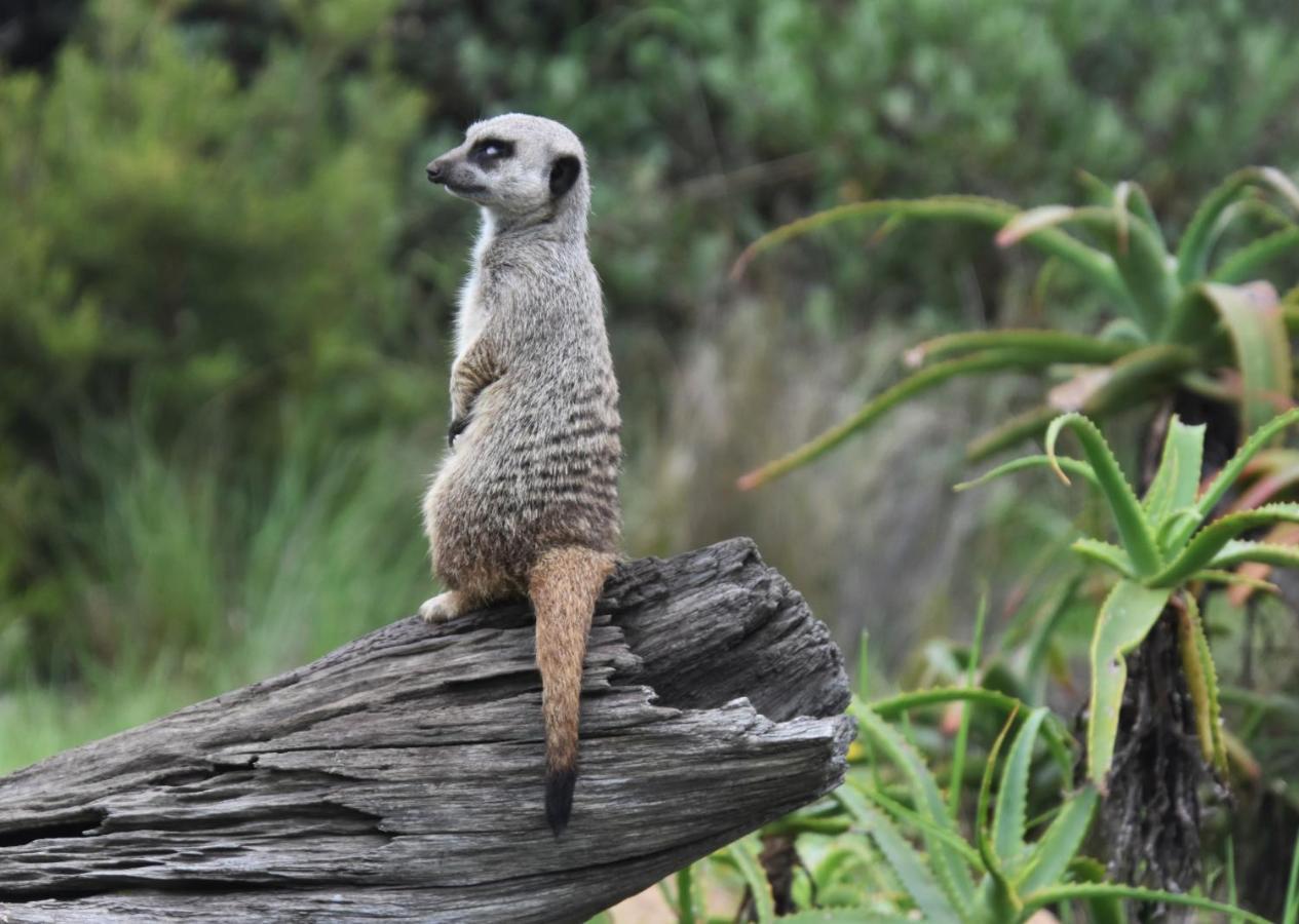 Tenikwa Wildlife Centre & Spa เพลตเตนเบิร์กเบย์ ภายนอก รูปภาพ