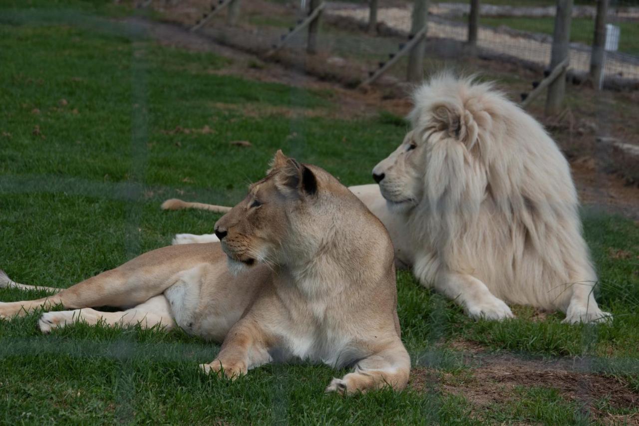 Tenikwa Wildlife Centre & Spa เพลตเตนเบิร์กเบย์ ภายนอก รูปภาพ